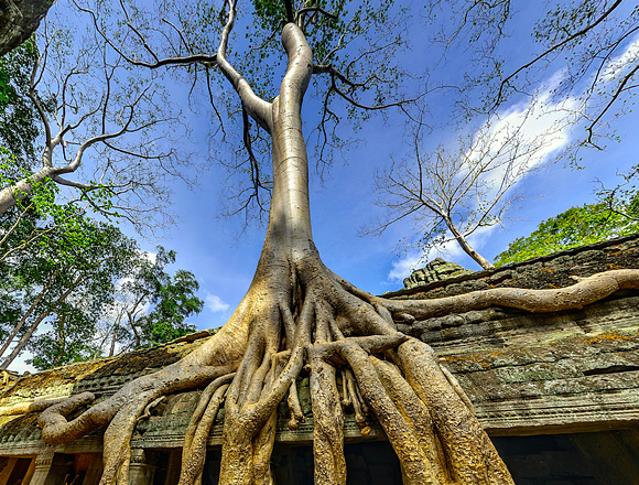 タ・プローム回廊に大蛇のごとくからむガジュマルの巨木360度パノラマ写真